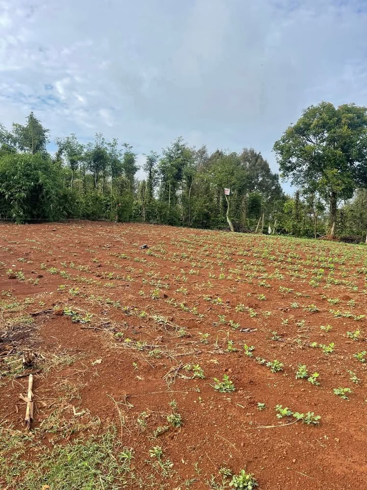 Đất nền Đồi Trung Đoàn Đắk Mil 1440m² giá 5.44 tỷ - Đầu tư sinh lời hấp dẫn!