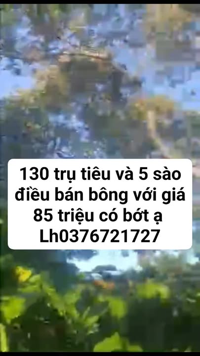 Đất vườn Đắk Ngo 20.000m² giá 85 triệu - Cơ hội đầu tư hấp dẫn!