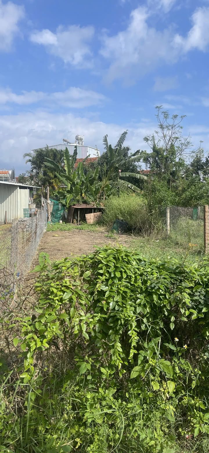 Bán đất Phú Lâm, Phú Yên 99.5m² - Vị trí đẹp, thổ cư 100%!