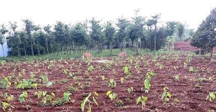 Đất nền đường Nguyễn Đình Chiểu, Buôn Ma Thuột 109m² giá 3.1 tỷ - Tiềm năng tăng giá cao!