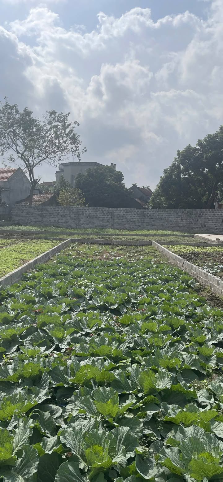 Đất mặt ngõ ô tô đỗ Trường Thi 92m² giá 1.222 tỷ - Pháp lý rõ ràng, không lỗi phong thủy!