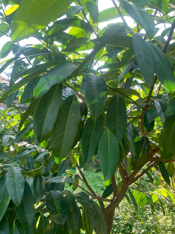 Đất phường Âu Cơ Phú Thọ 2000m² - Đầu tư lý tưởng cho kinh doanh và nghỉ dưỡng!