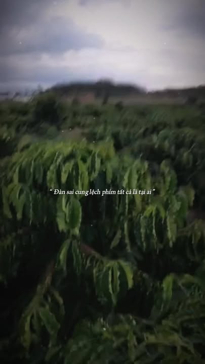 Farm 2ha Đak Nhau Bù Đăng - Đất đẹp, mặt tiền đường, giá thỏa thuận!