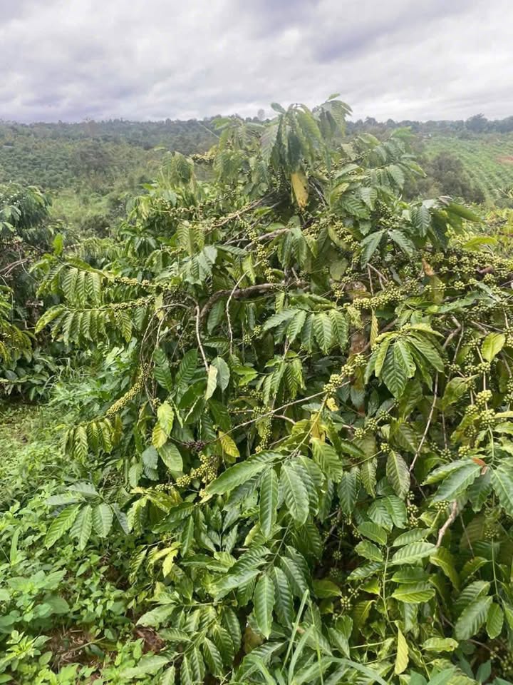 Farm 24000m² tại Ea Sin, Krông Búk - Đầu tư sinh lời với cây sầu riêng và cà phê!