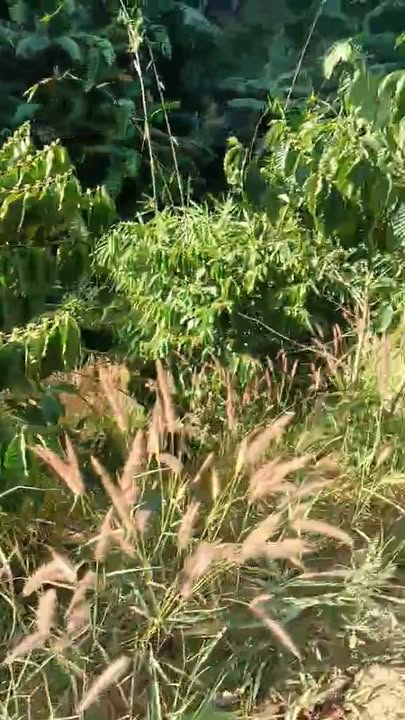 Đất nền Liêng Srônh Đam Rông 10.000m² giá 210 triệu - Đầu tư sinh lời ngay!