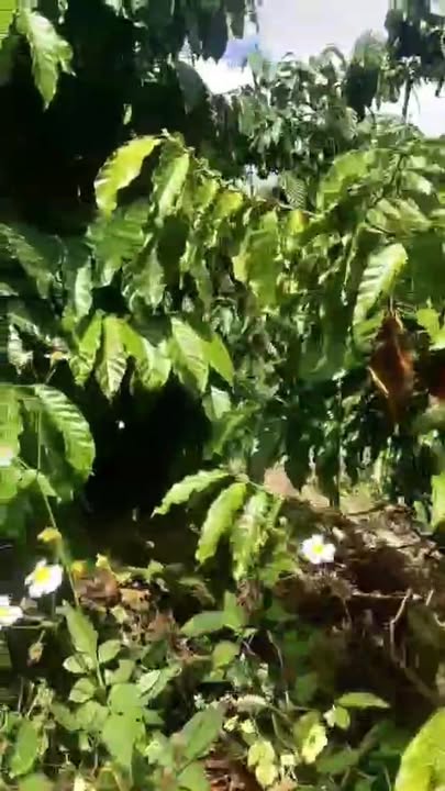 Đất nền 5.000m² tại Đức Xuyên, Krông Nô - Chỉ 427 triệu, đầu tư sinh lời!