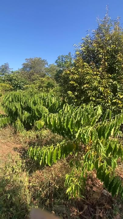 Đất Farm 180m² tại Quảng Tín, Đắk Nông - Giá chỉ 6.1 tỷ - Đầu tư sinh lời hấp dẫn!