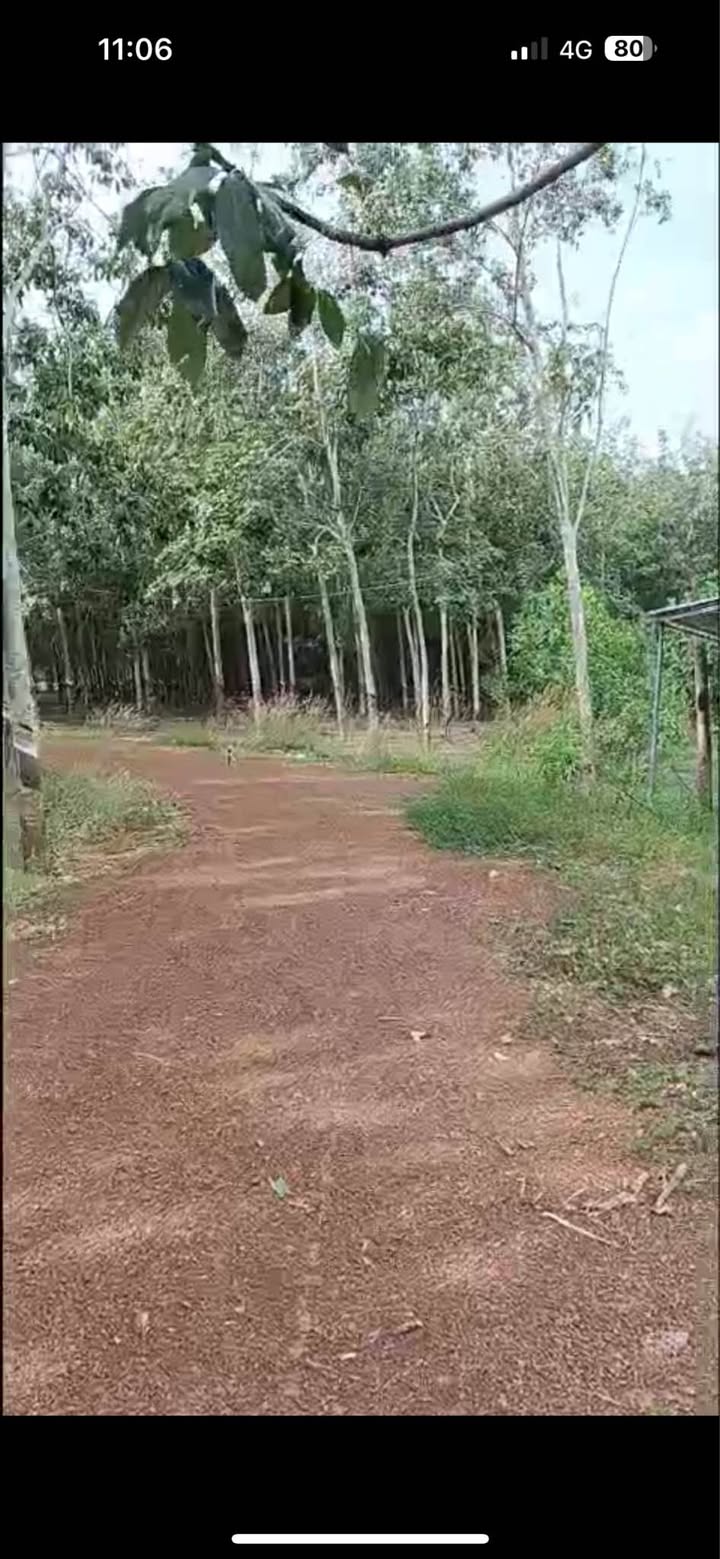 Đất Farm mặt tiền đường Đỏ, Tân Hội, 39.000m² giá 4,3 tỷ - Cơ hội đầu tư sinh lời!