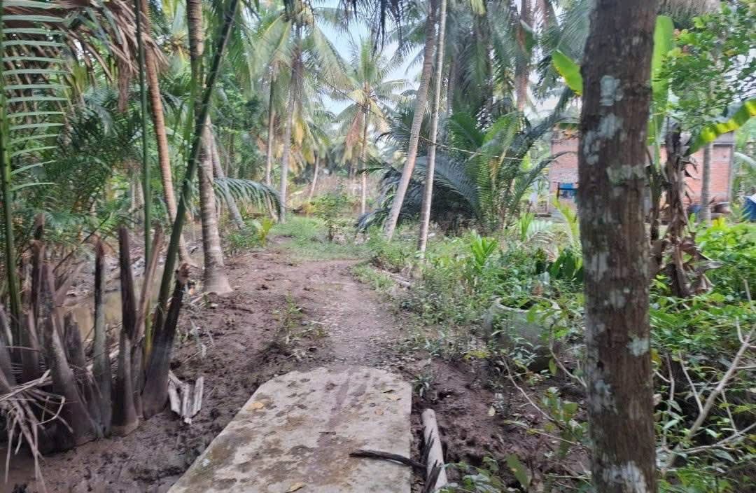 Đất nền Thạnh Ngãi, Mỏ Cày Bắc 1500m² giá chỉ 450 triệu - Cơ hội đầu tư tuyệt vời!