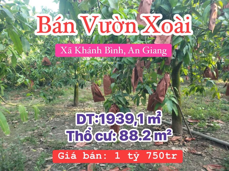 Vườn xoài 7 năm tuổi tại Xã Khánh Bình, An Giang - Giá chỉ 1.75 tỷ!