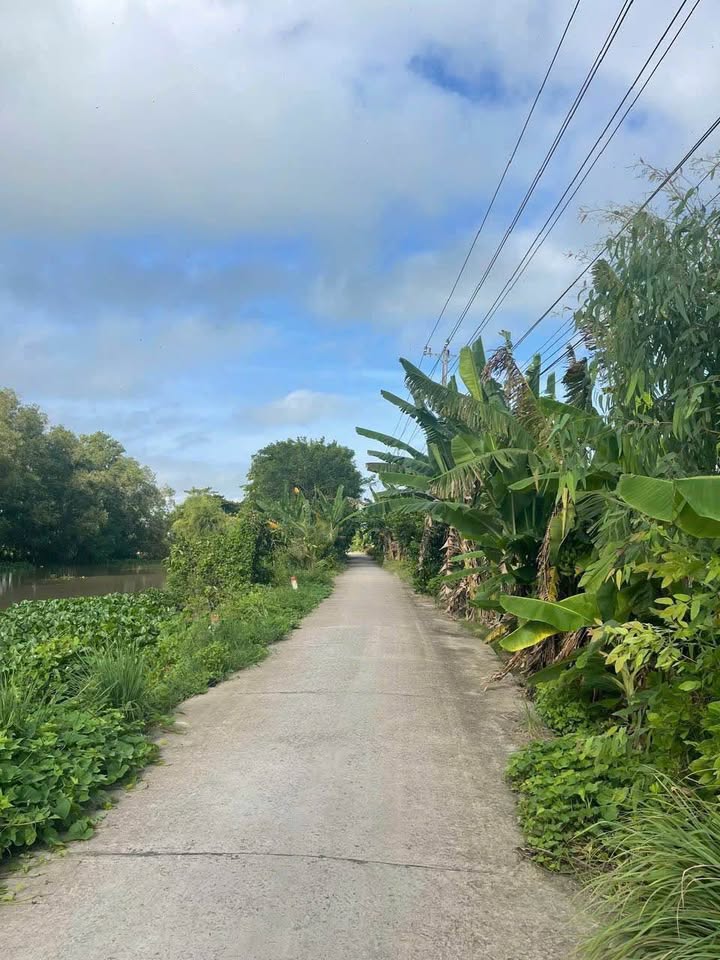 Đất ruộng An Giang 39.650m² giá 100 triệu - Tiềm năng sinh lời cao!