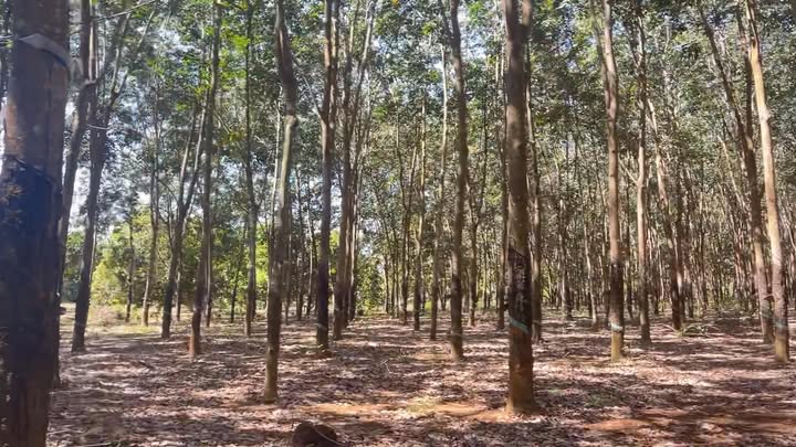 Đất nông nghiệp Bù Đăng 10,000m² giá 1.6 tỷ - Tiềm năng phát triển lớn!