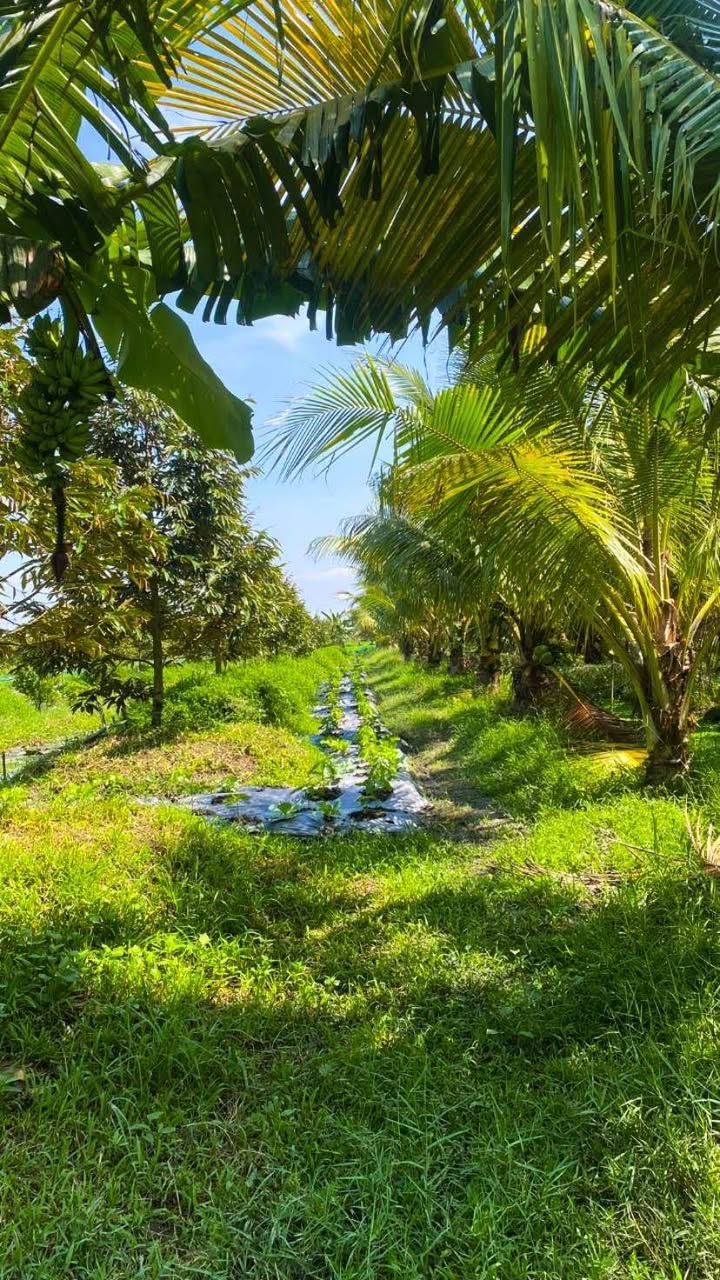 Đất vườn Trung Hiếu, Vũng Liêm 5500m² giá 1.6 tỷ - Cơ hội đầu tư tuyệt vời!