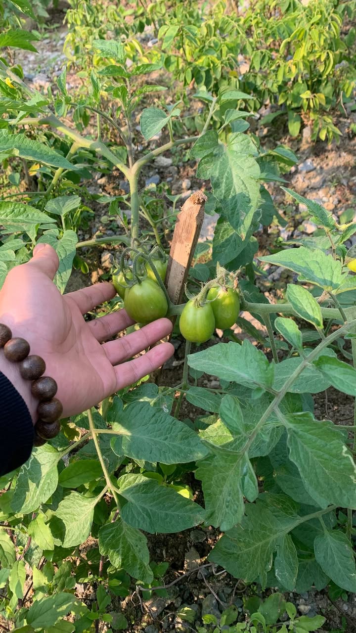 Đất nền Bến Thủy Vinh 68m² giá thỏa thuận - Cơ hội đầu tư sinh lời ngay!