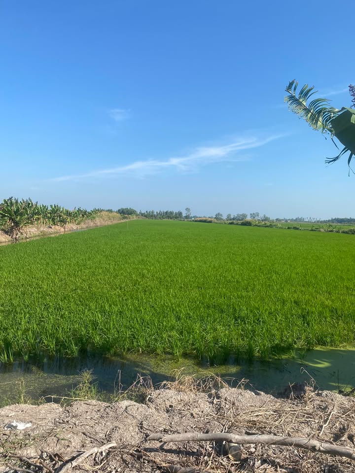 Đất 36,000m² tại ấp Song Chính, xã Hòa Điền - Đầu tư sinh lời chỉ 3.6 tỷ!