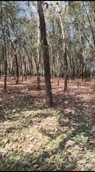 Đất nền 20.000m² tại phường Phước Bình, Đồng Nai - Giá chỉ 5,7 tỷ, thích hợp làm kho xưởng!