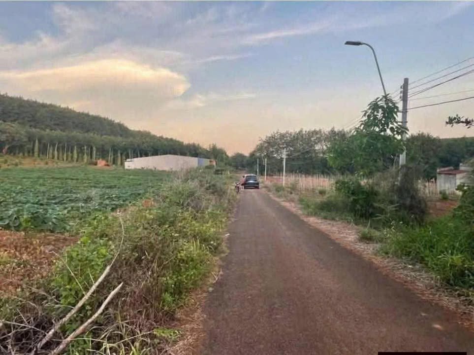 Đất thổ cư Phú Châu, Bình Sơn 5000m² giá 245 triệu - Cơ hội đầu tư tuyệt vời!