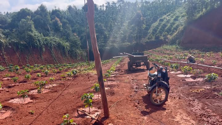 Đất nông nghiệp Đắk Mil 50.000m² giá 1.5 tỷ - Sổ đỏ chính chủ, đầu tư sinh lời!