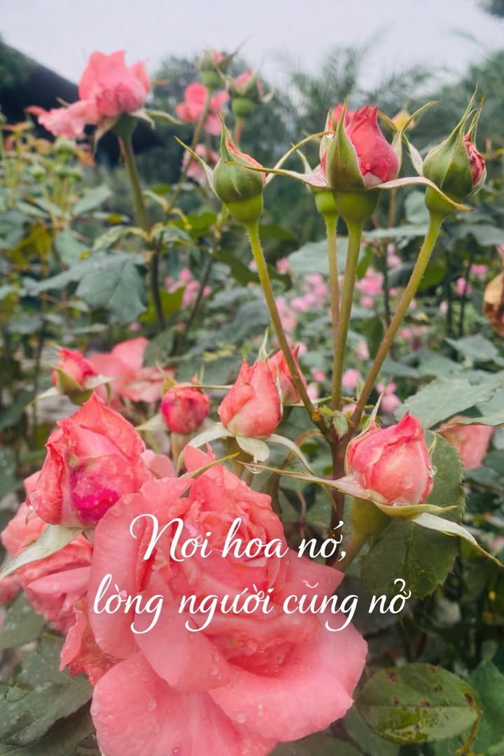 Townhouse Ms Taha Villas Ba Vì - Bình yên giữa thiên nhiên - Liên hệ ngay!