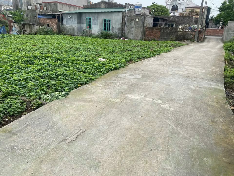 Đất nền Đông Lâm Động Hải Phòng 98.5m² giá 2 tỷ - Vị trí đắc địa, sổ đỏ chính chủ!