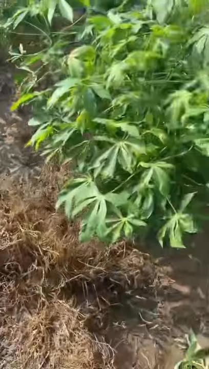 Đất nền Lộc Thịnh Lộc Ninh 360m² giá chỉ 150 triệu - Cơ hội đầu tư hấp dẫn!