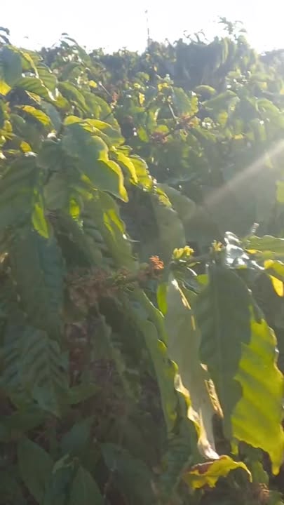 Đất trồng cà phê 1.5ha tại Ia Grai - Giá thương lượng nhẹ, sổ hồng chính chủ!