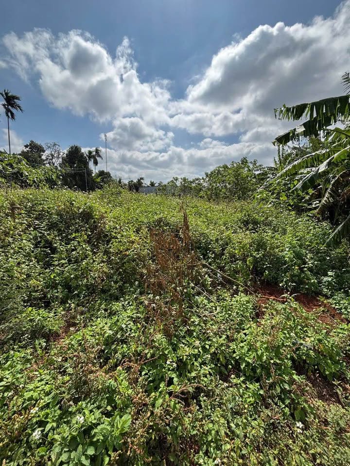 Đất nền đường KA8 Ea Tu 126m² giá 1.55 tỷ - Vị trí đẹp, đầu tư sinh lời!