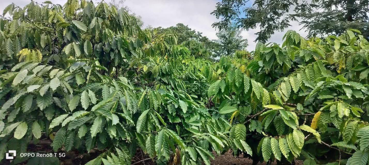 Cho thuê farm 2,8 sào cà phê tiêu tại Cư Kuin, Đắk Lắk - Giá tốt cho thuê dài hạn!