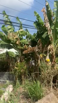 Đất nền 288m² Tỉnh Lộ 877B giá chỉ 420 triệu - Cơ hội đầu tư sinh lời!