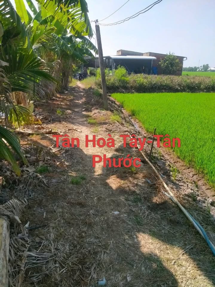 Đất nền Tân Hòa Tây, Tân Phước 1000m² giá 250 triệu - Cần bán gấp!