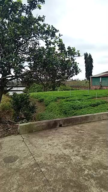 Lô đất Farm tại Ea Kmut, Ea Kar 16.200m² - Giá tốt, tiềm năng phát triển!