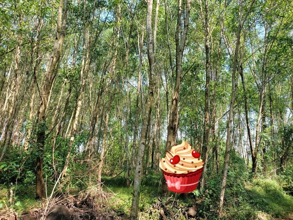 Đất CLN Bình Phú 2880m² giá 168 triệu - Gần đường bê tông!