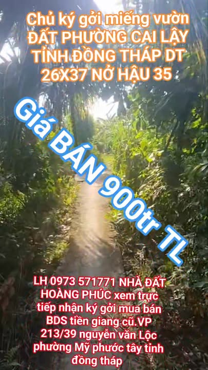 Đất vườn Sầu Riêng phường Cai Lậy 962m² giá chỉ 900 triệu - Tiềm năng phát triển cao!