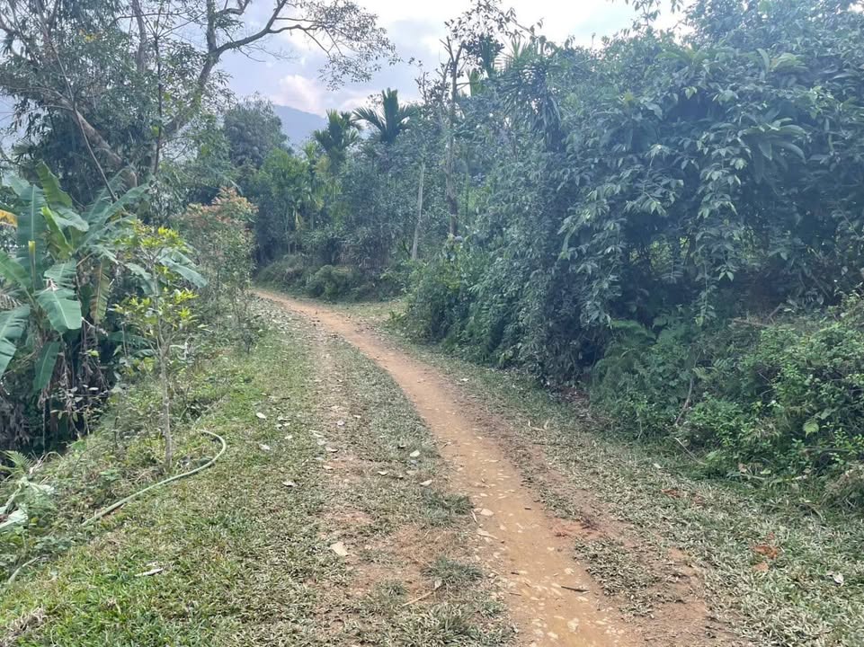 Đất Võ Miếu Thanh Sơn 2,3HA giá 1 tỷ - Sổ đỏ chính chủ, vị trí đẹp thoáng mát!