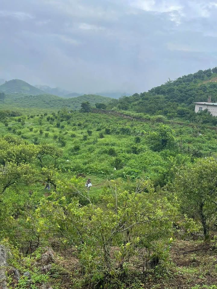 Đất nền Cờ Đỏ Mộc Châu 5000m² - Đường xá thuận tiện, giá thỏa thuận!