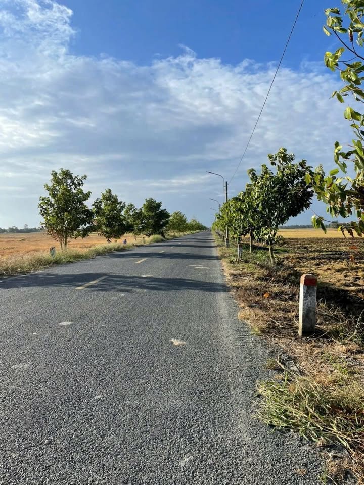 Đất lúa 2000m² Tỉnh lộ 931 Hậu Giang - Giá chỉ 1.6 tỷ