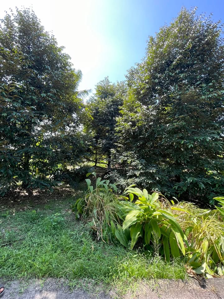 Đất vườn Trường Long, Phong Điền 2600m² giá 2.3 tỷ - Tiềm năng phát triển vượt trội!