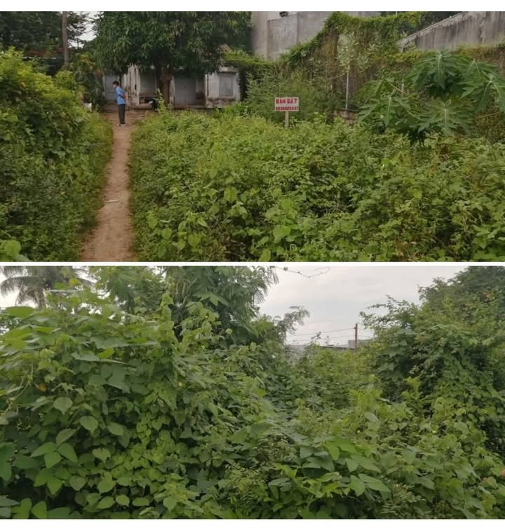 Đất thổ cư 150m² tại Thanh Hải, Phan Thiết - Cơ hội vàng cho nhà đầu tư!