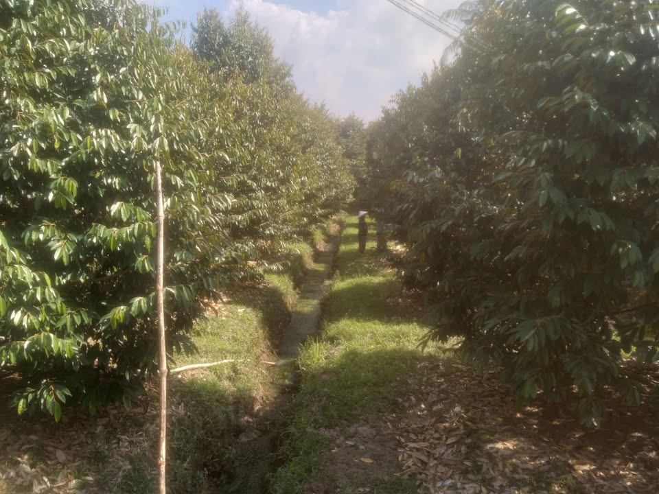 Đất nền Tân An Thạnh, Bình Tân, Vĩnh Long 60000m² - Cơ hội đầu tư tuyệt vời!