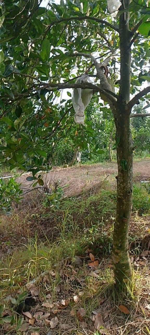 Đất vườn 20.000m² tại Hưng Lợi, Cái Bè - Giá chỉ 7.4 tỷ, sổ đỏ chính chủ!