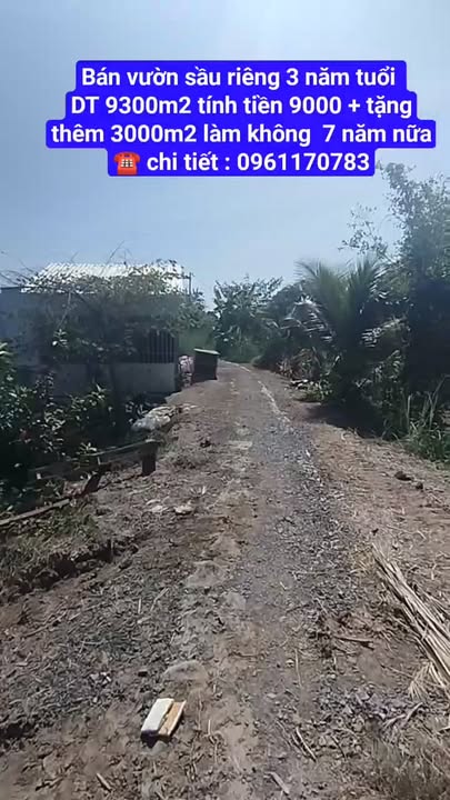 Đất sầu riêng 9000m² xã Mỹ Hội, Đồng Tháp - Giá chỉ 3.42 tỷ, đầu tư sinh lời!