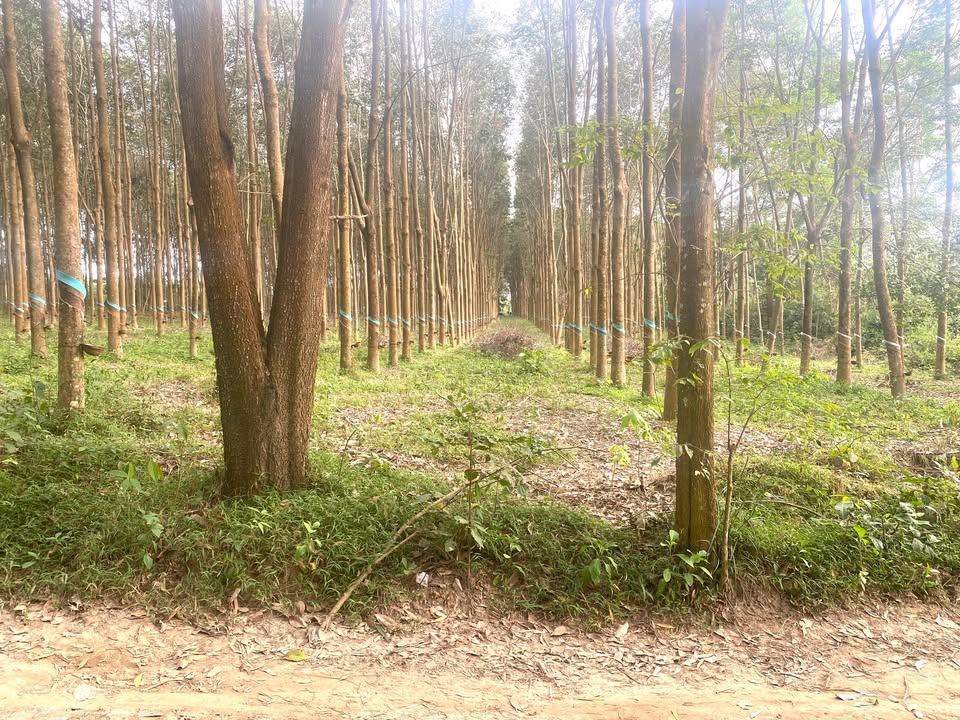 Đất nông nghiệp Vụ Bổn, Đắk Lắk 3,5ha - Đầu tư sinh lời hấp dẫn!