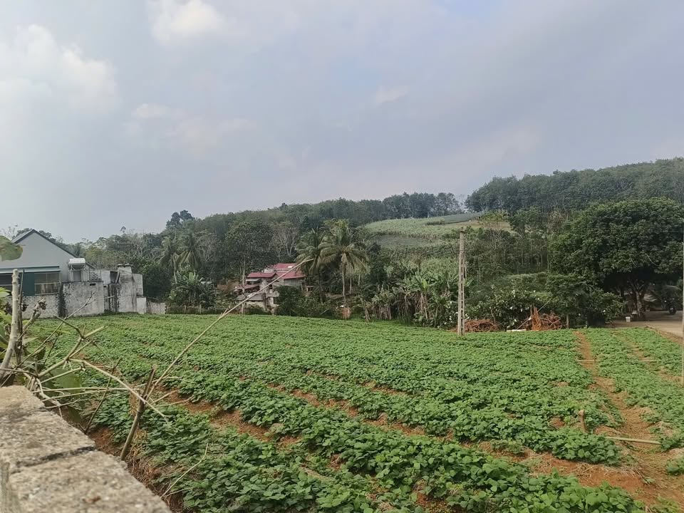 Đất nền Kim Tân, Thạch Thành 4498m² - Mặt tiền rộng, vị trí thông thoáng!