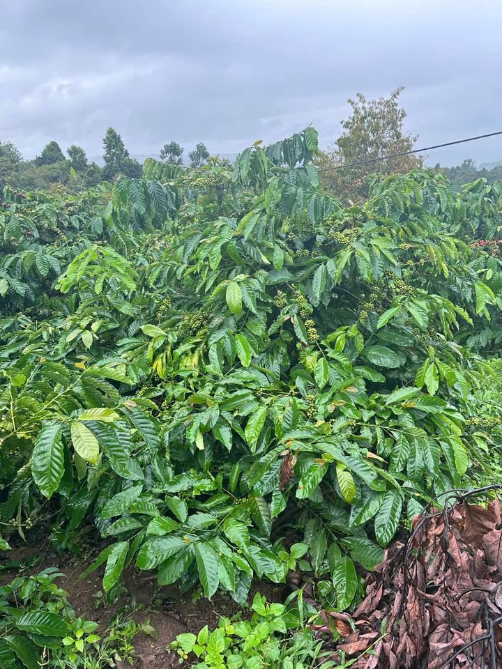 Farm 1ha tại Ea Sin, Krông Buk giá 2.2 tỷ - Đất đẹp, sẵn cây trồng!