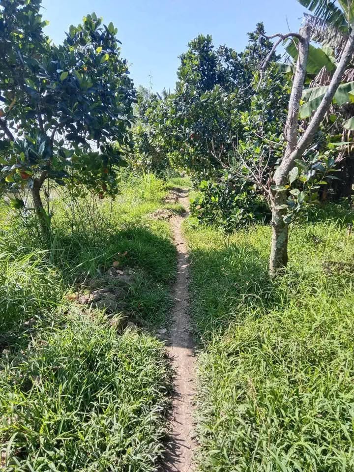 Đất nền 4000m² tại Mỹ Trung, Cái Bè chỉ 1.4 tỷ - Mặt tiền 30m, thương lượng nhẹ!