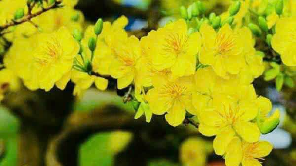 Nhà mặt tiền đường 19/5, xã Trung An, huyện Cái Bè, 48m² giá 920 triệu - Đầu tư sinh lời ngay!