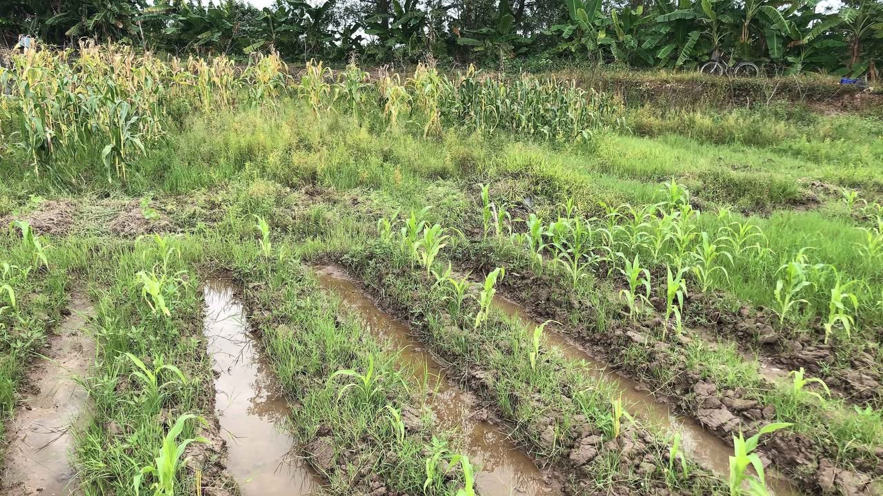 Đất nền 803m² tại xã Thanh Mỹ, huyện Long Hồ - Giá chỉ 480 triệu, cơ hội đầu tư tuyệt vời!