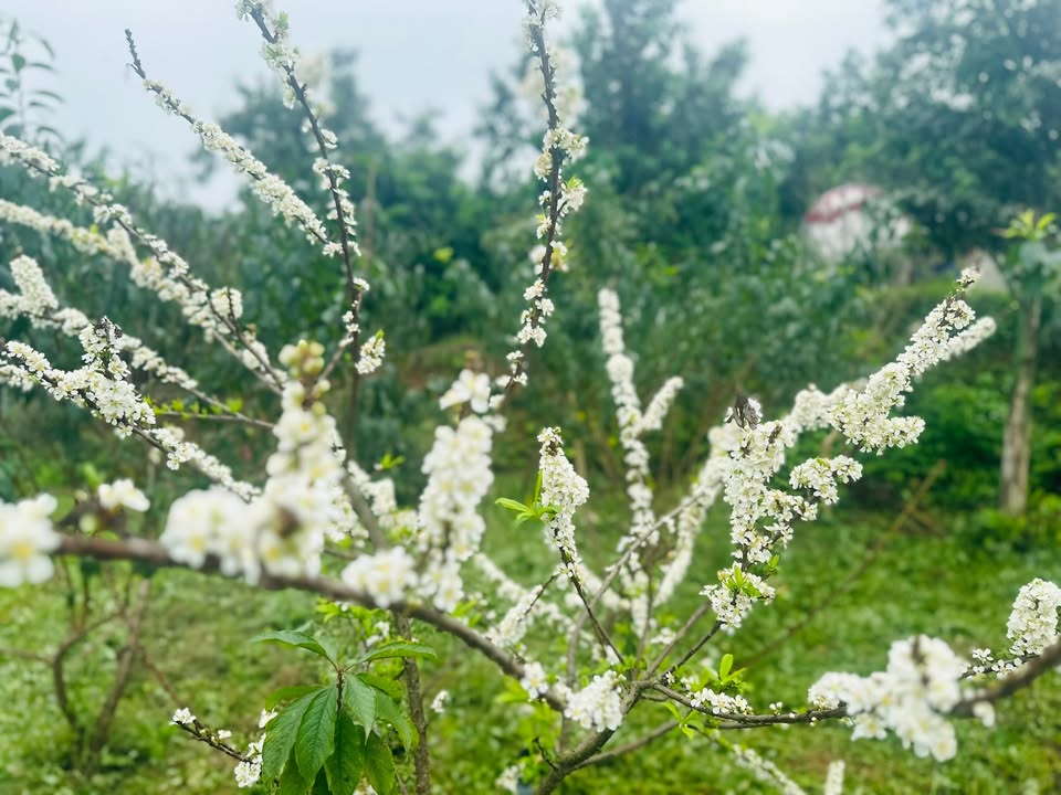 Đất thổ cư chính chủ Ba Trại - Ba Vì 600m² giá chỉ 2.2 tỷ - Đầu tư nghỉ dưỡng lý tưởng!