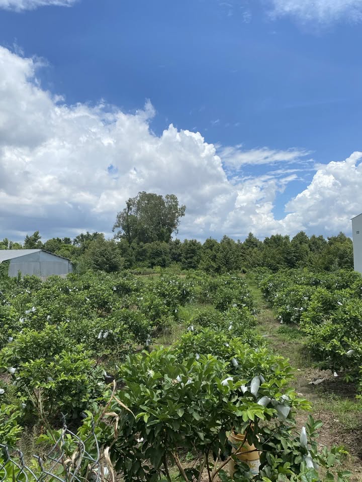 Đất thổ cư 1012m² tại thị trấn Cái Tàu Hạ - Pháp lý rõ ràng, giá thỏa thuận!