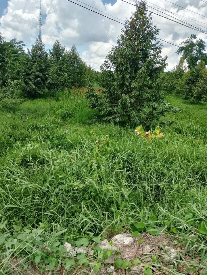 Đất nông nghiệp 1000m² xã Mỹ Hiệp, Cao Lãnh - Mặt tiền 16m, giá 1 tỷ!